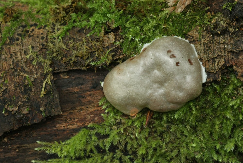 Reticularia lycoperdon (Schleimpilz)