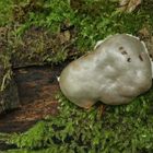 Reticularia lycoperdon (Schleimpilz)