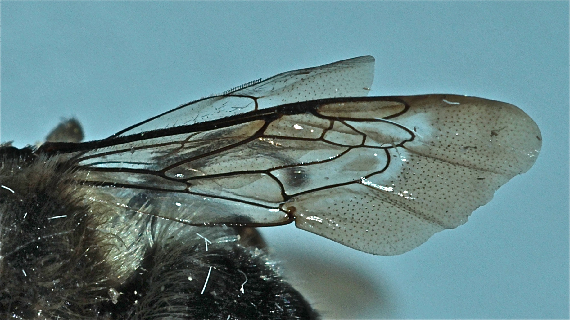 Retinaculum einer Trauerbiene (Melecta albifrons)