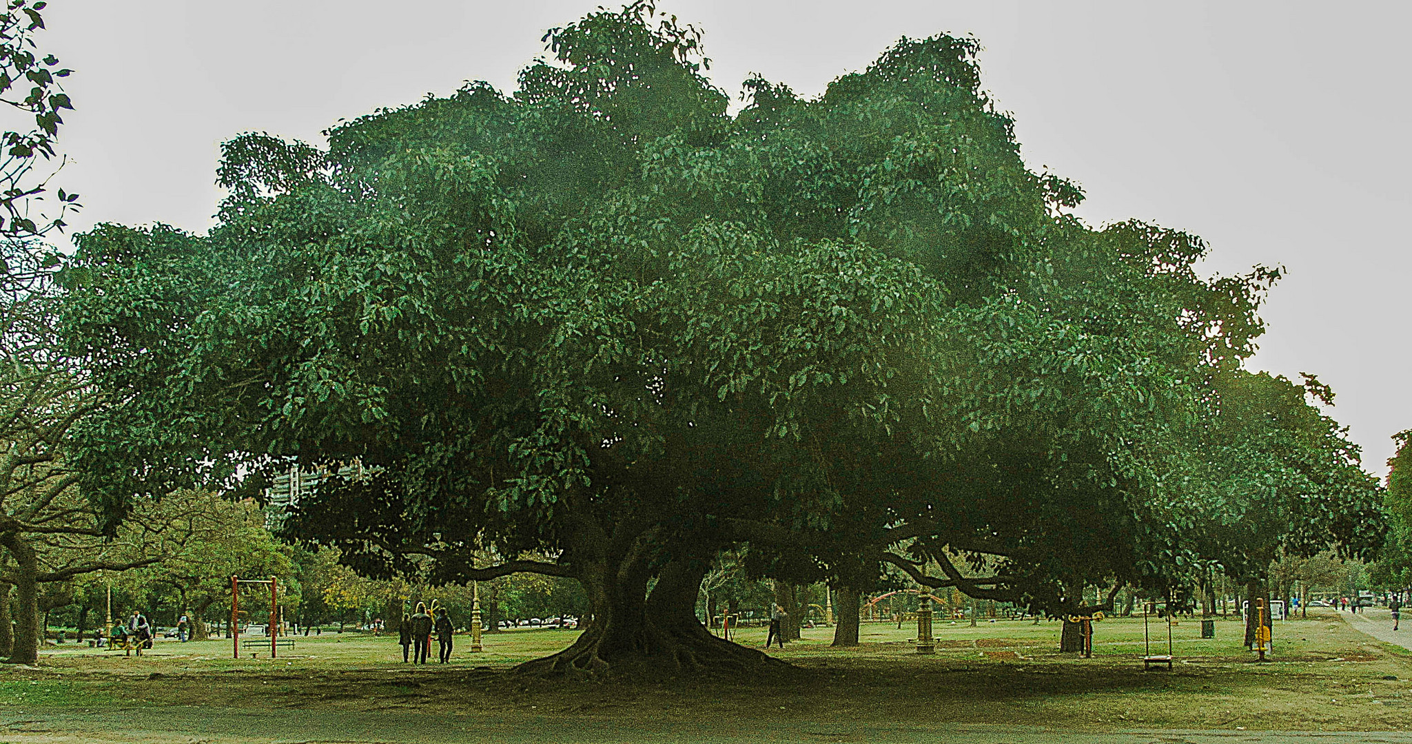 Retoño del gomero de la Recoleta, el árbol más antiguo de la ciudad