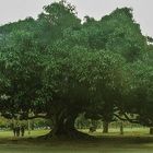 Retoño del gomero de la Recoleta, el árbol más antiguo de la ciudad