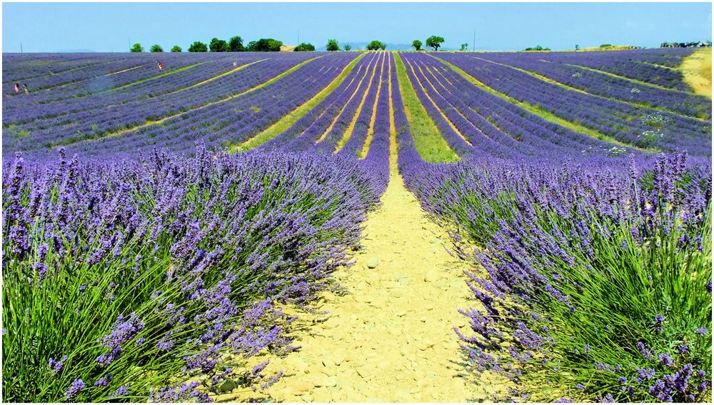 Retour à Valensole. 2.