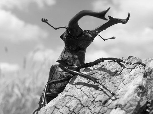 Retour au Jurassique...