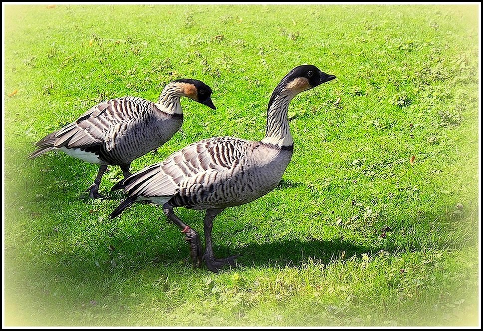 Retour au parc