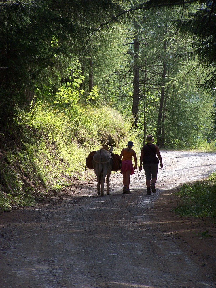 Retour de l'âne