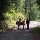 Retour de l'âne