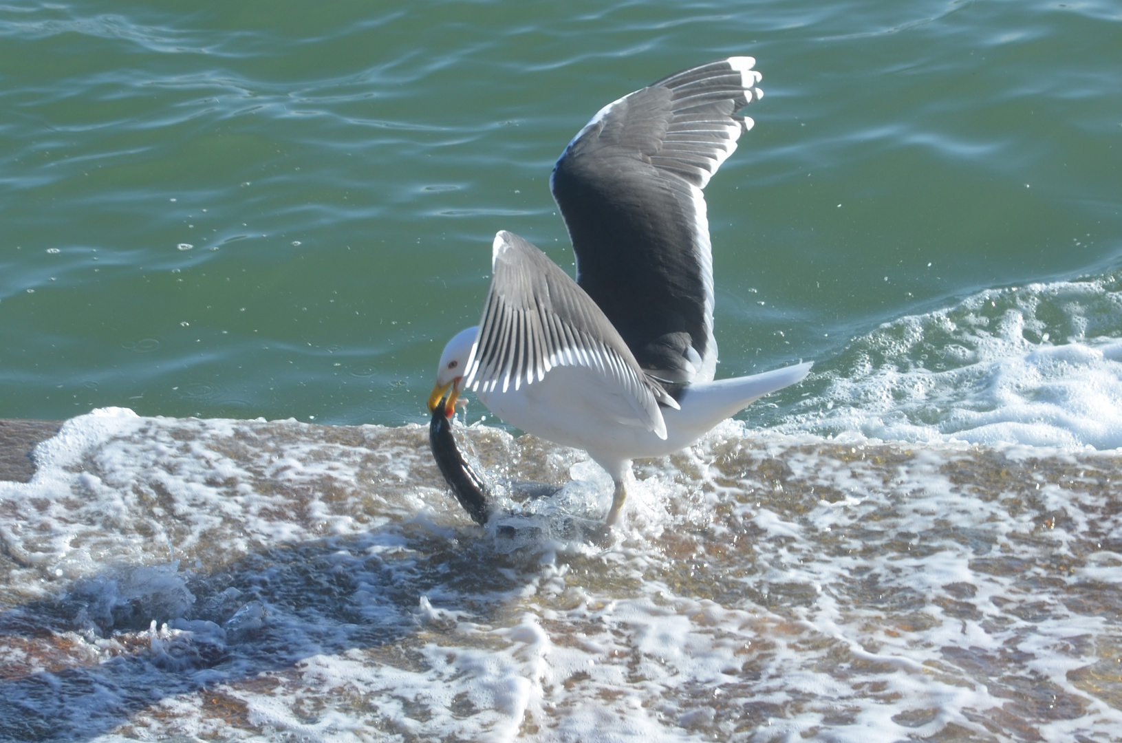 Retour de Pêche