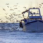 retour de pêche en mer ©