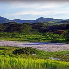 Retour de Sarraméa, juste avant La Foa, des champs bleus dans la vallée de la rivière du même nom...