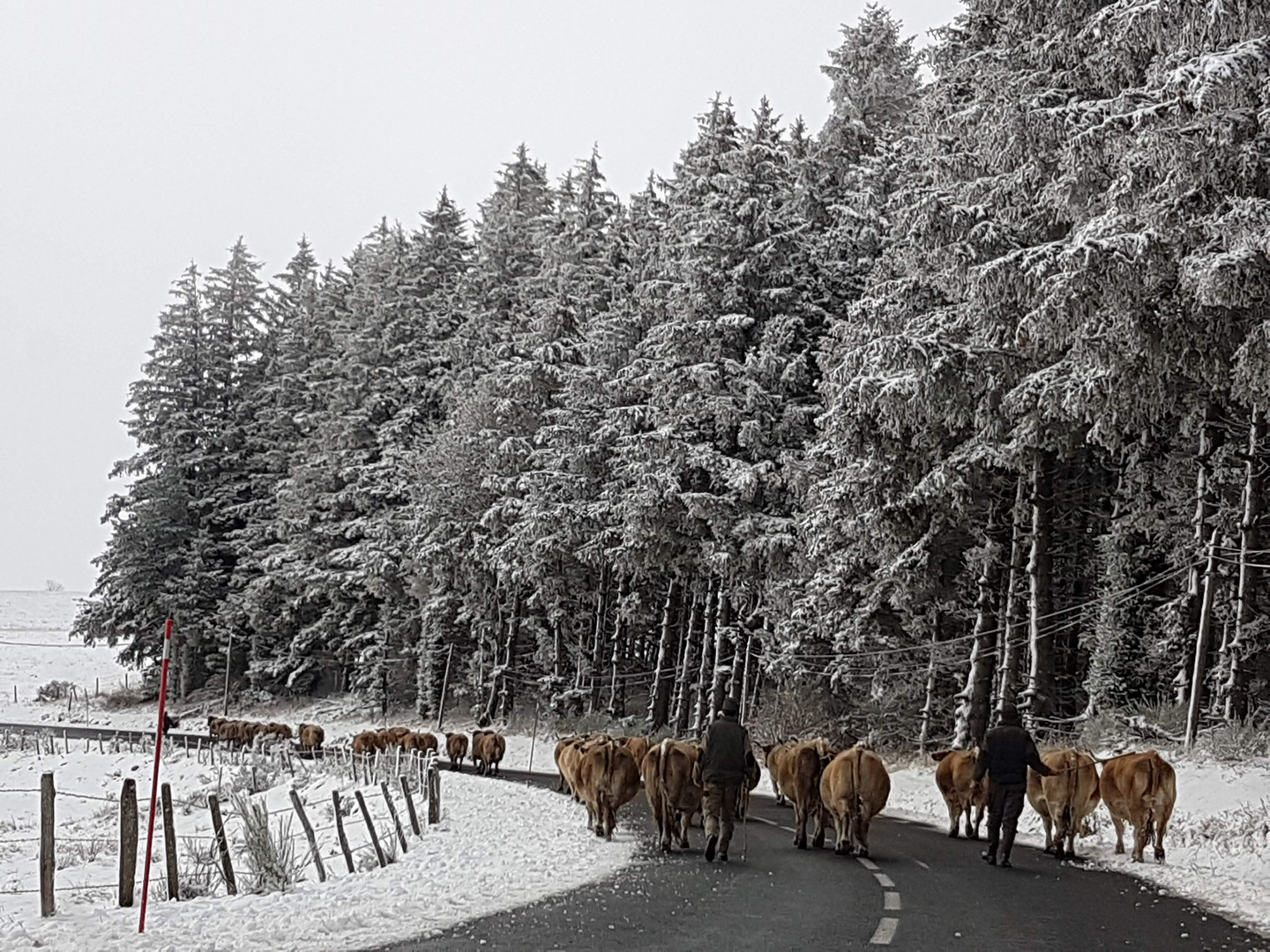 Retour des vaches vers l’étable après des chutes de neige sur l’Aubrac