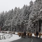 Retour des vaches vers l’étable après des chutes de neige sur l’Aubrac