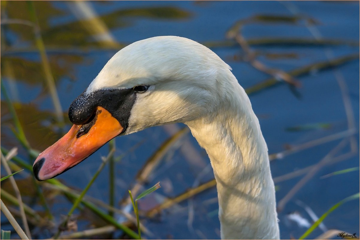 Retour du cygne