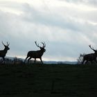 Retour en forêt