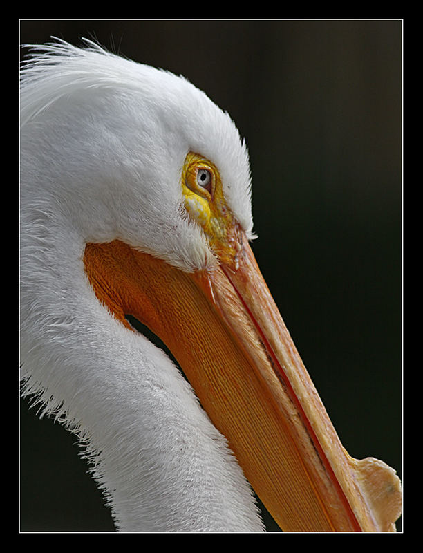 Retracted Pelican