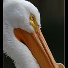 Retracted Pelican