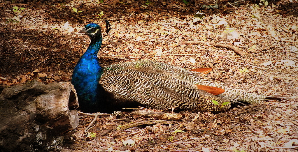 Retrait de mes 3 photos au concours "les gallinacés"