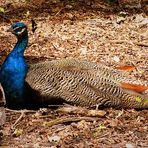 Retrait de mes 3 photos au concours "les gallinacés"