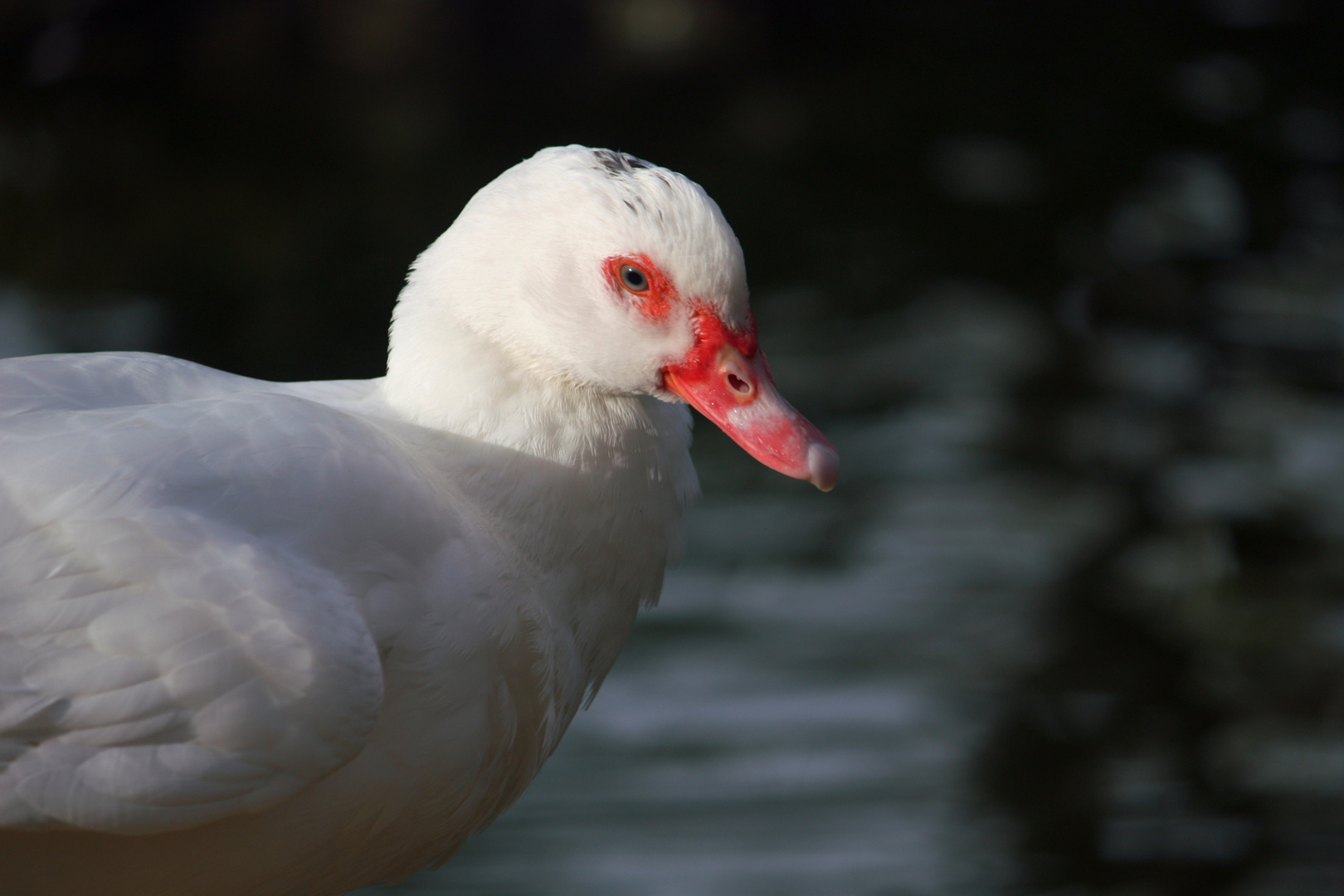 retrato blanco