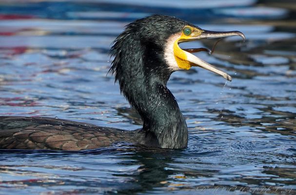 Retrato de cormorán común