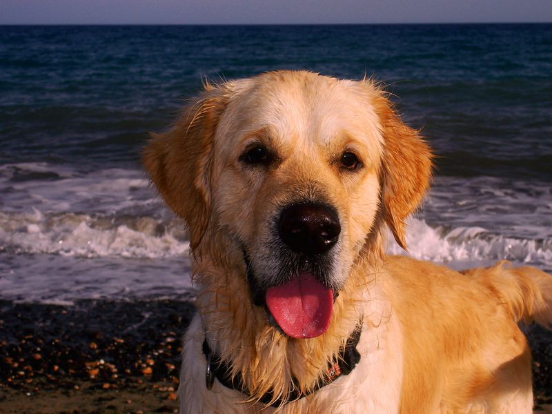 RETRATO DE UN AMIGO