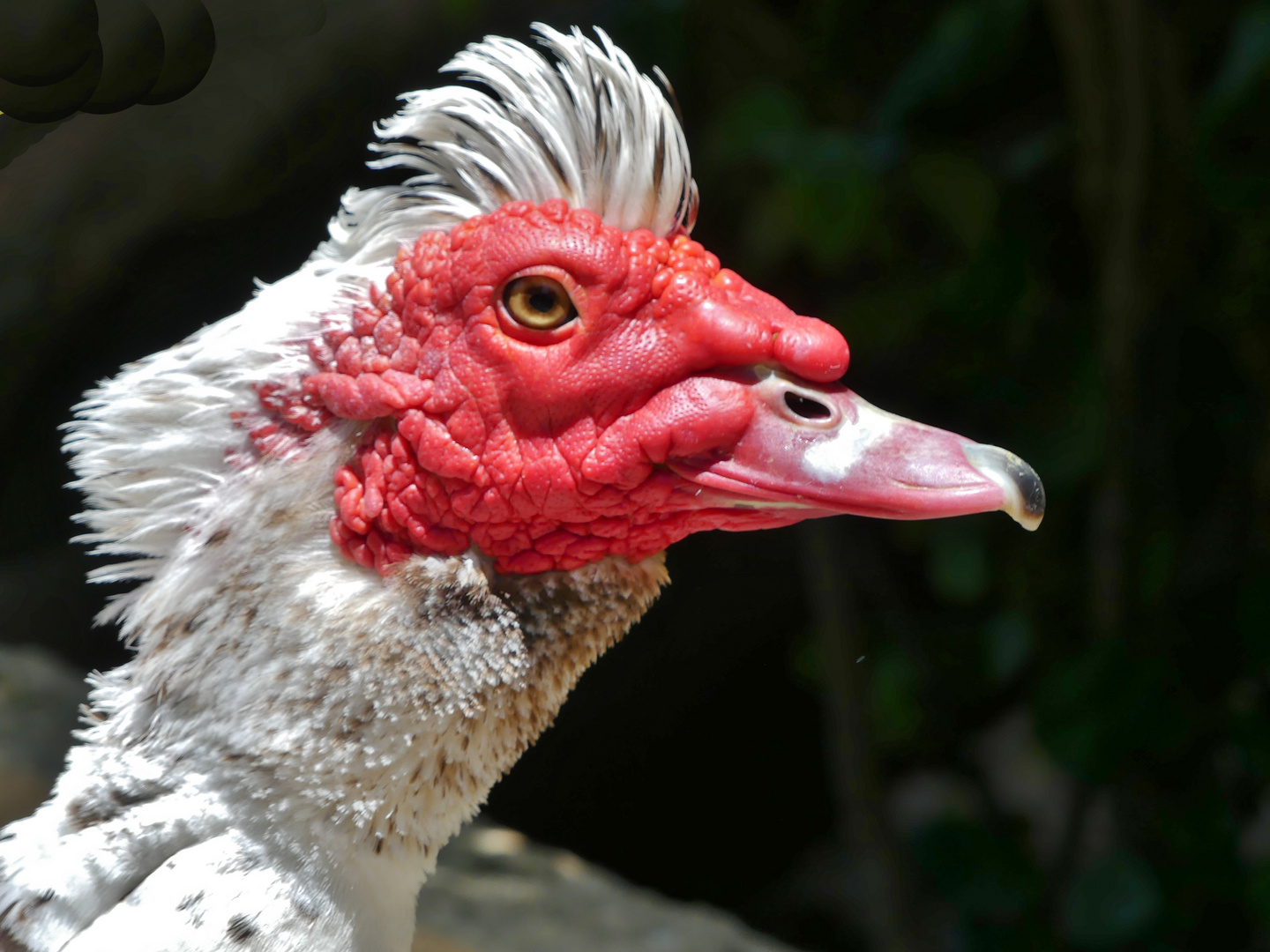 Retrato de un Pato Barbarie