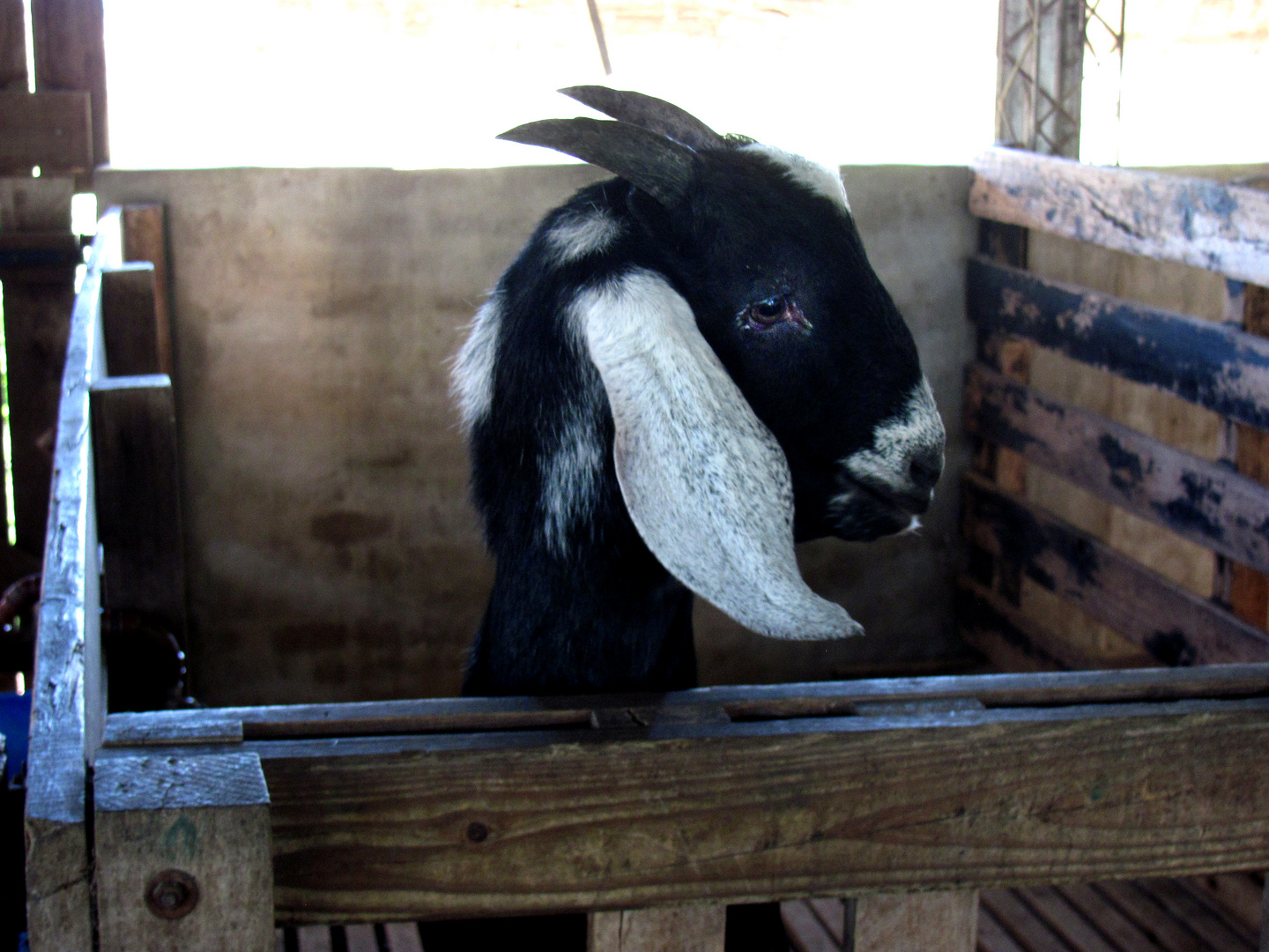 RETRATO DE UNA CABRA