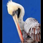 retrato para un pelicano