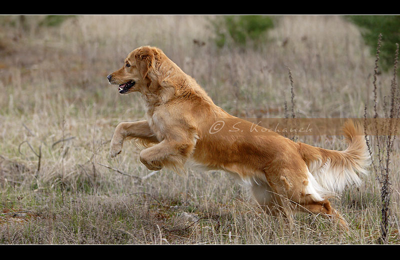 Retriever...