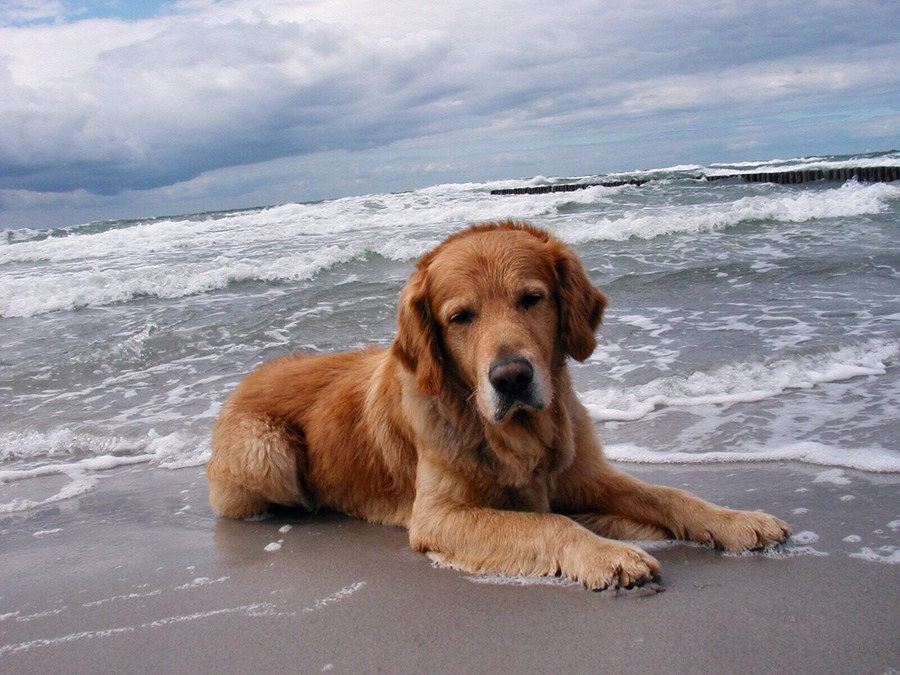 Retriever am Strand von Hiddensee