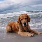 Retriever am Strand von Hiddensee