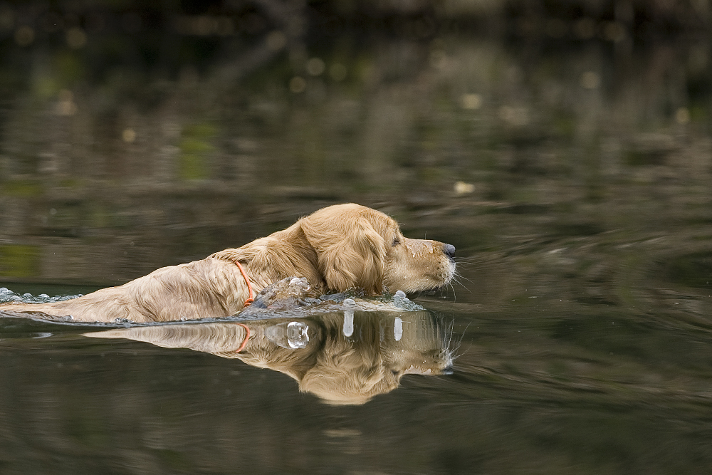 Retriever at work