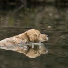 Retriever at work