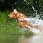 Retriever at work