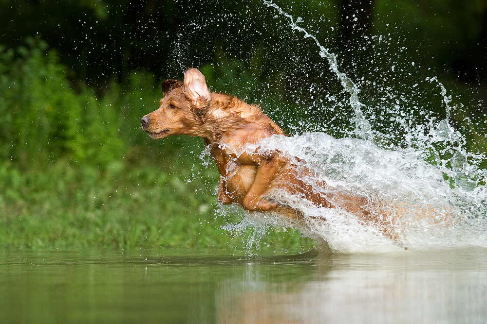 Retriever at work