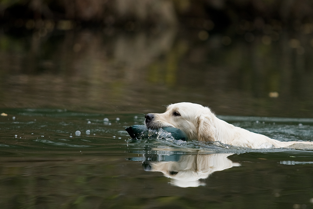 Retriever at work II