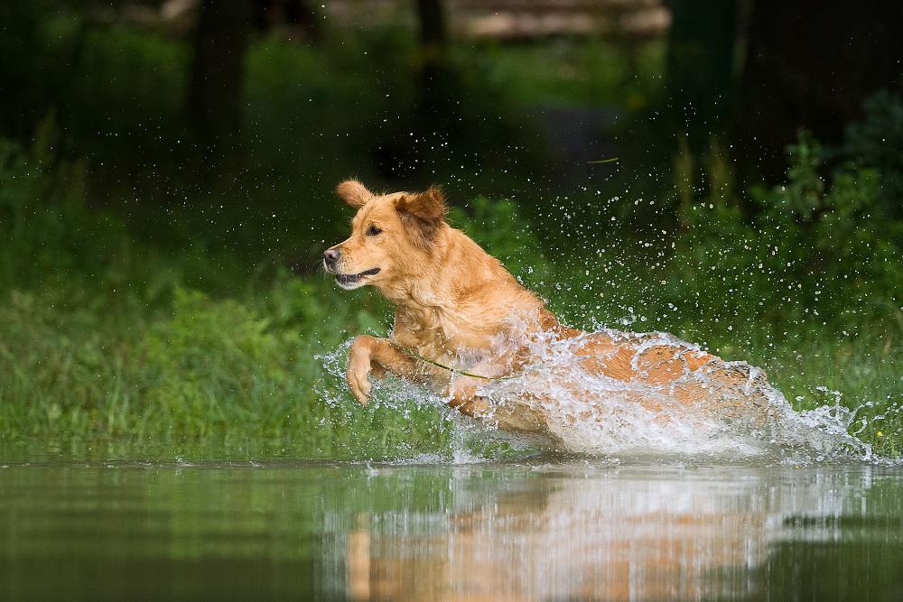 Retriever at work II