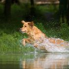 Retriever at work II