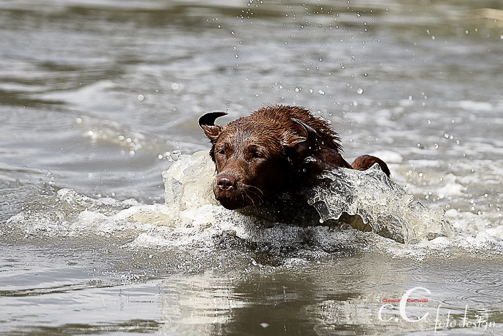 Retriever beim Wassertraining