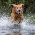 Retriever......