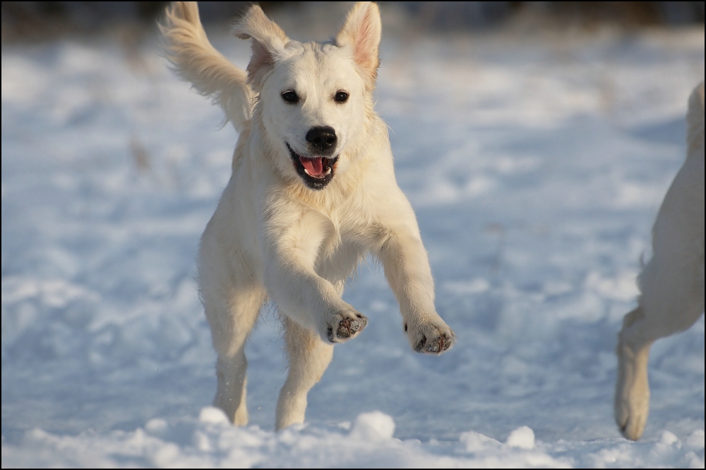 Retriever im Schnee 2