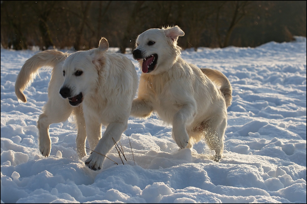 Retriever im Schnee 3