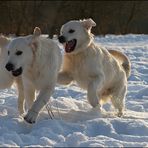 Retriever im Schnee 3