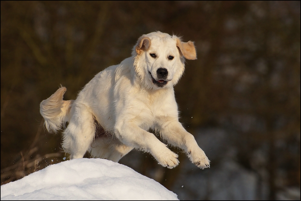 Retriever im Schnee