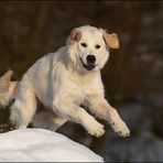 Retriever im Schnee