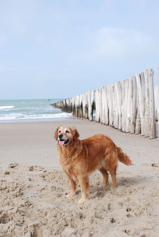 Retriever in Pose