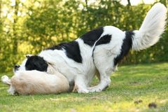 Retriever knuddeln