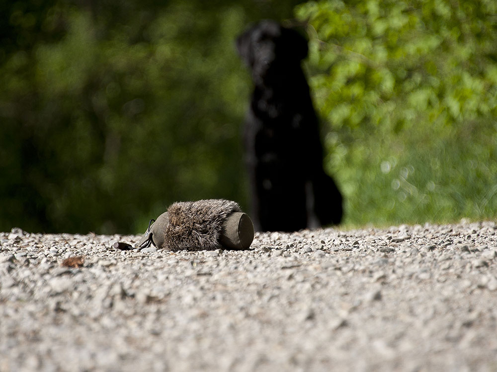 Retriever-Stilleben....