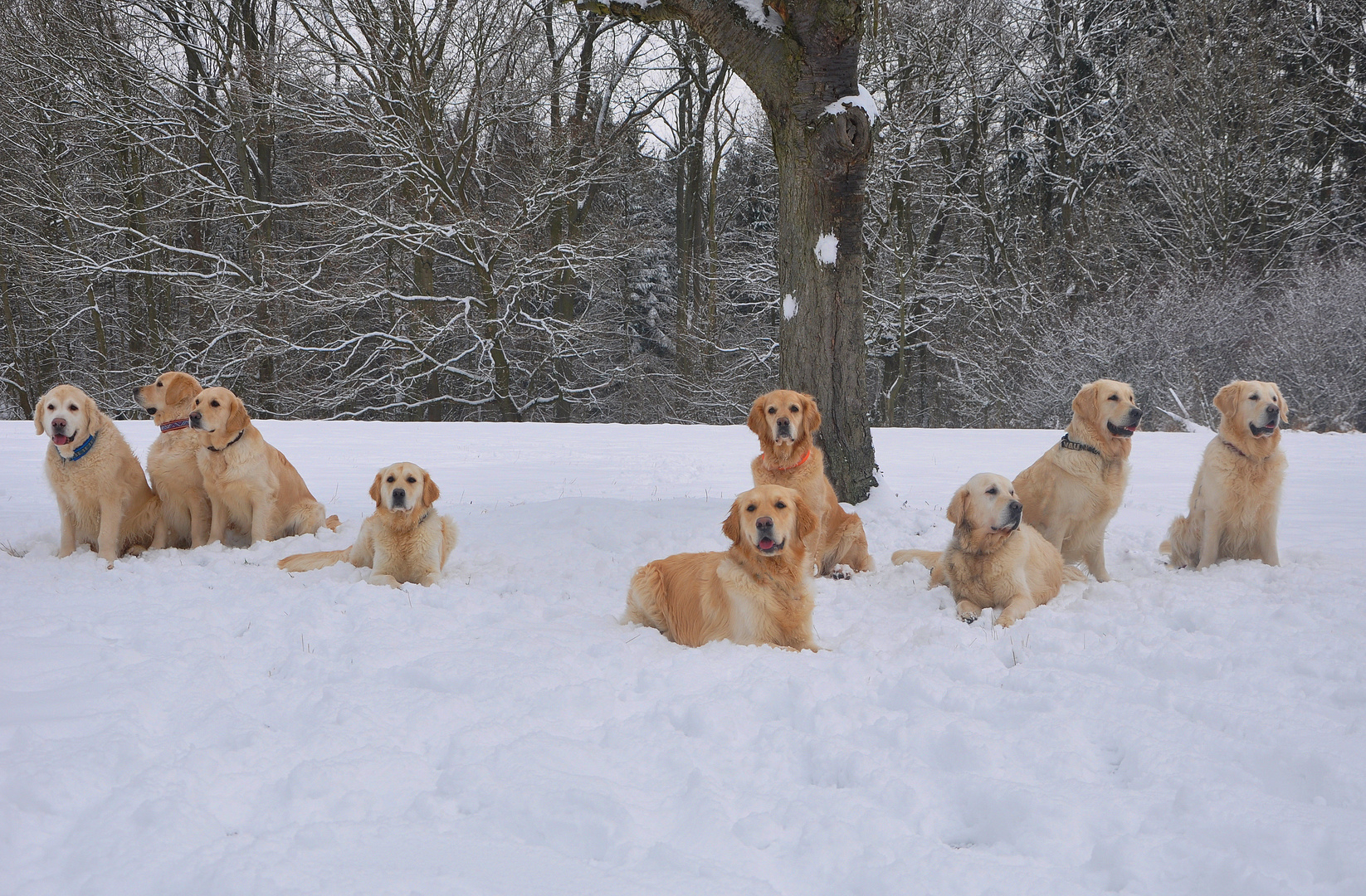 Retriever Treff Limes