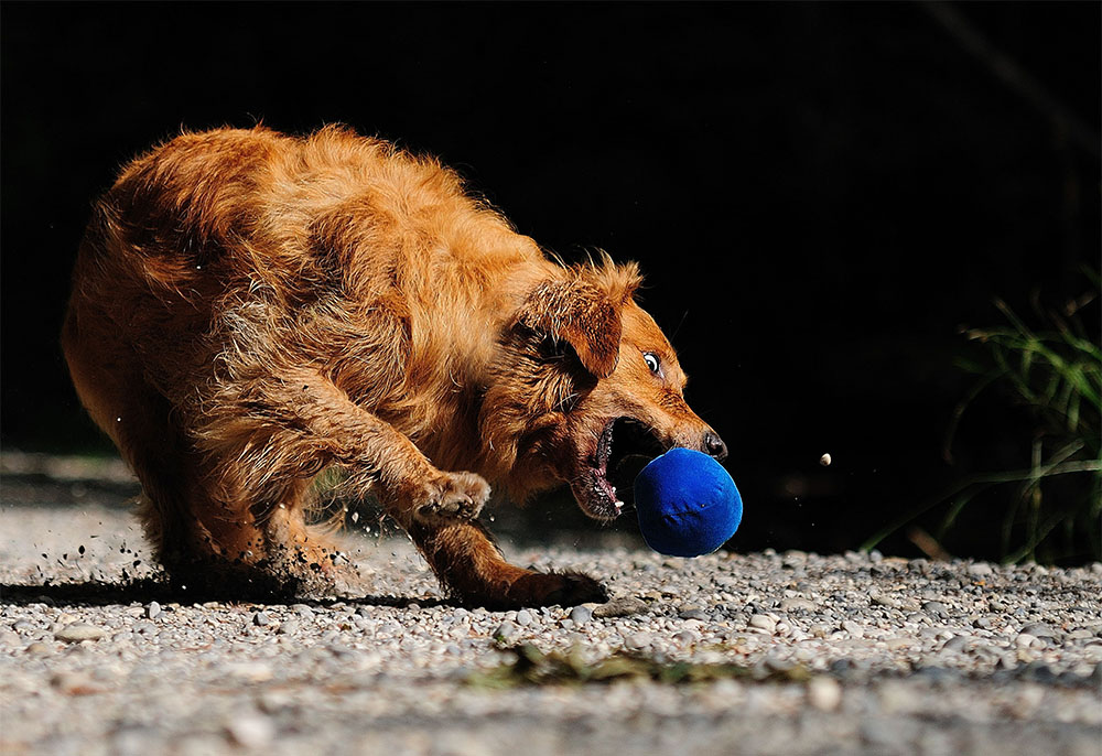 Retriever und gaga...