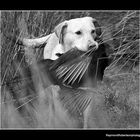 "Retrieving A Pheasant"